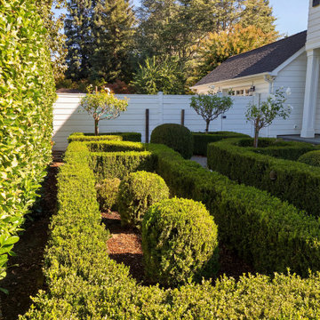 Formal parterre garden with small trees in Atherton, California