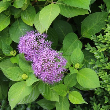 Rosebrook Garden 2017 Garden Tour