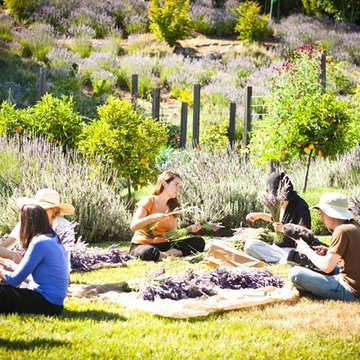 Lavender Harvest for Organic, Biodynamic Essential Oil Distillation