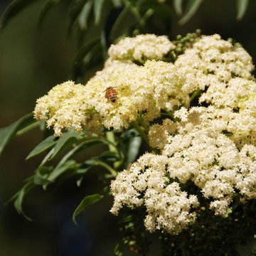 Blue elderberry