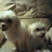 Cheryl Schaefer Gipfel's photo