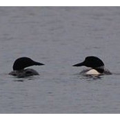 Brad Nordling's photo