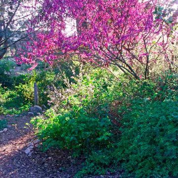 Cercis occidentalis (Western Redbud)