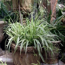 * BACKYARD & PATIO *