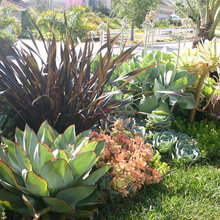 succulents