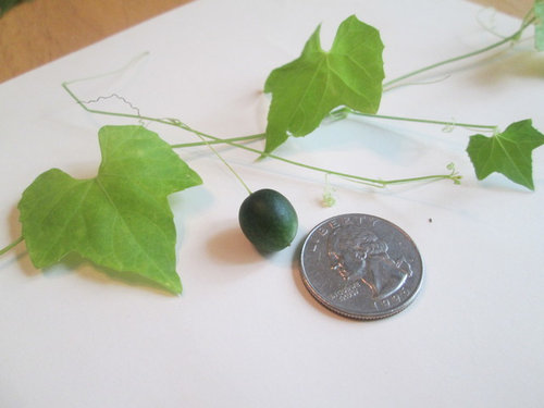 Vine With Small Green Berries In Nc