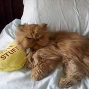 Lisa Leann's photo