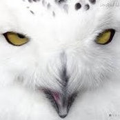 Francesca Lenza's photo