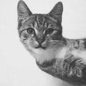 Amanda Liu's photo