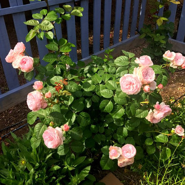 Roses