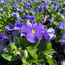 Current Featured Plants - Products