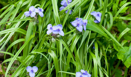 Great Design Plant: Tradescantia Ohiensis Adds Shades of Blue