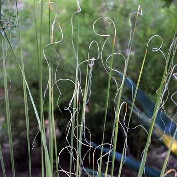 Southwestern Plants