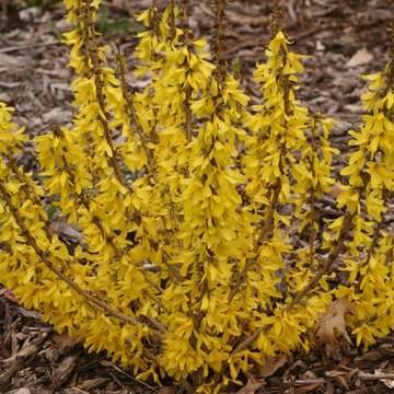 Show Off® Sugar Baby Forsythia