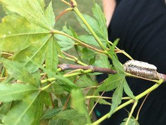 Is this a cocoon on my Coral Bark Maple