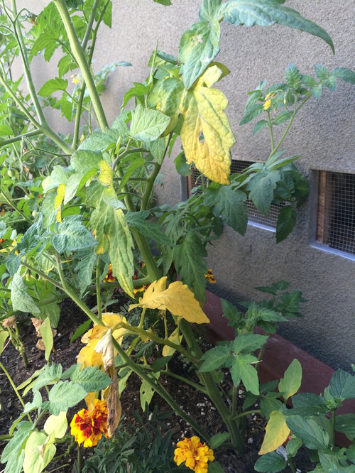 My new tomato plants have yellow leaves at the bottom
