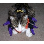 Gizmo Buttons's photo