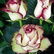 Rosemary Burkman's photo