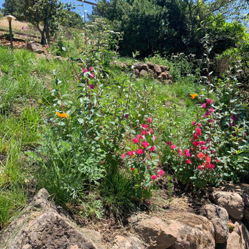 Hillside Flower Meadow + Food Forest