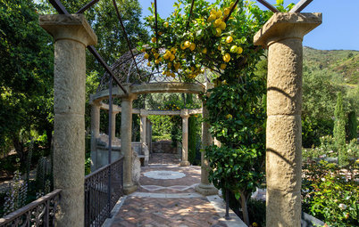 How to Keep Your Citrus Trees Well Fed and Healthy
