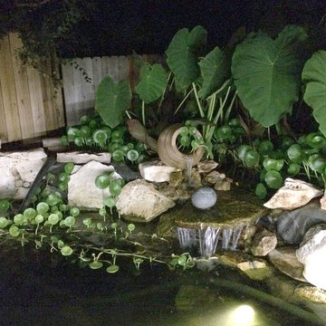 Koi Pond