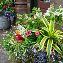Plants