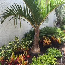Privacy palms