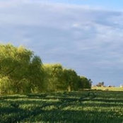 Anne McLeod's photo
