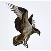 Mo Henry's photo