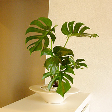 Plants.S