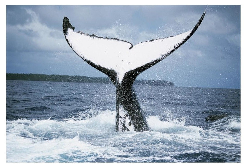 "Humpback Whale tail, Tonga" Digital Paper Print by Mike Parry, 20"x14 ...