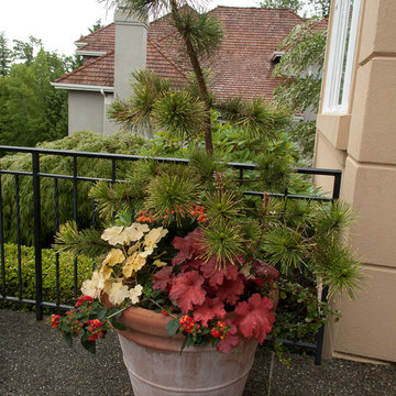 Conifers in containers