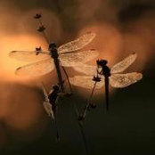 Foto di Marnie Robbins_Scott