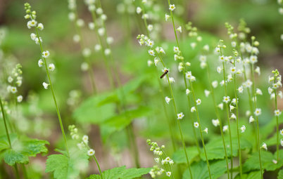 Great Design Plant: Mitella Diphylla Provides Snowflakes in Spring