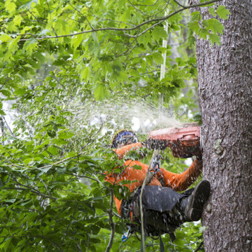 Tree Service Dallas TX