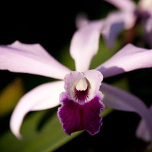 Garden Flowers