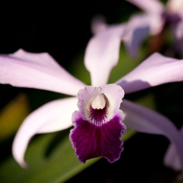 Cattleya pilcheri Orchid