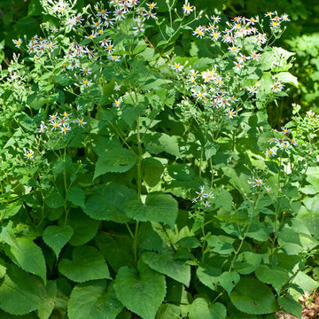 Great Design Plant: Large Leaved Aster