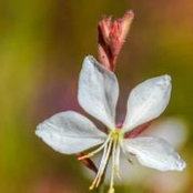 Orit Kidrons foto