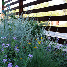 Landscape Ideas