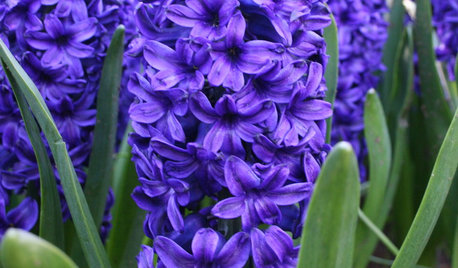 Fall Planting: No Bulb Garden Is Complete Without a Hyacinth