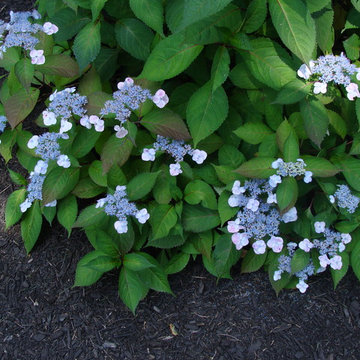 Pepperell Garden