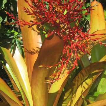 Individual Plant Photos # 1:Customer Aid  (Not complete- hundreds will be here)