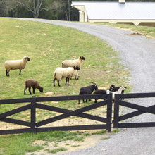 fences