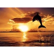 Mark Phillips's photo