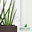 Green Oasis Plantscapes