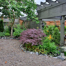 Maple tree Acer Palmatum