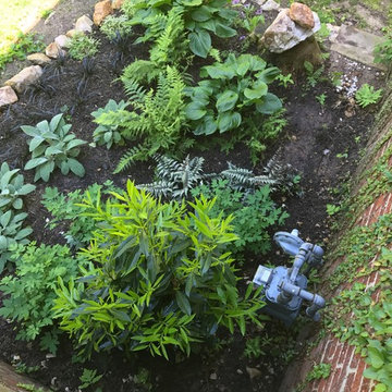 Chevy Chase Foundation Planting