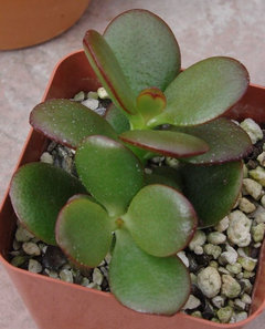 Jade plant has wrinkled leaves after treatment for Powdery Mildew | Houzz  Forum