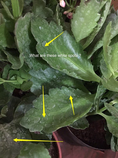 Kalanchoes, Is this Powdery Mildew? | Houzz Forum
